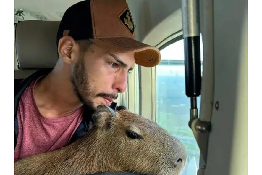 Influencer Agenor Tupinambá entrega capivara Filó ao Ibama, em Manaus