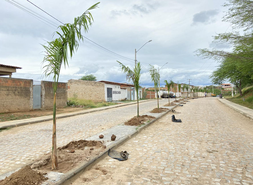 Prefeitura de Capela do Alto Alegre planta Palmeiras Imperiais