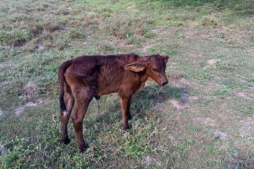 Mais Pecuária Brasil em Capela do Alto Alegre