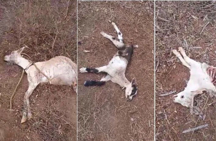 Produtor relata ataques de cães ao seu rebanho na zona rural de Capim Grosso – BA