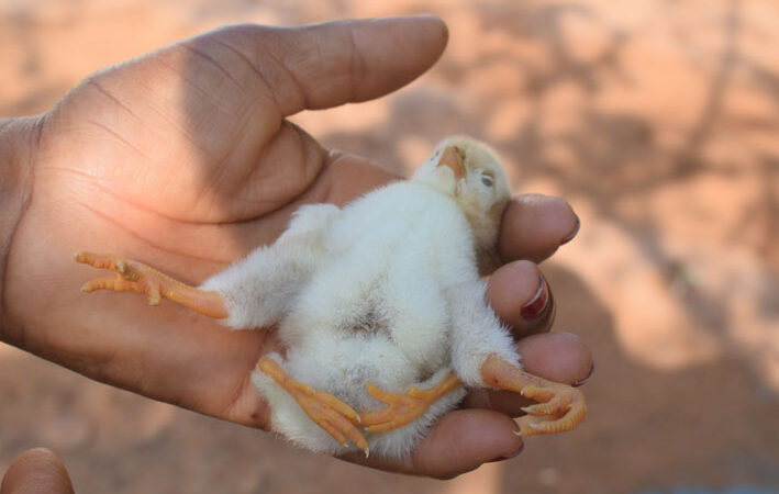 Pintinha da raça Galinha Balão de Baixa Grande nasce com 4 patas