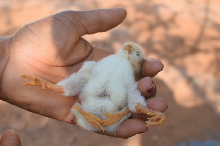 Pintinha da raça Galinha Balão de Baixa Grande nasce com 4 patas