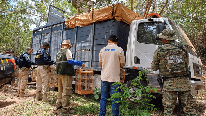 PRF resgatados animais silvestres em Baixa Grande, Mairi, Mundo Novo e outros municípios